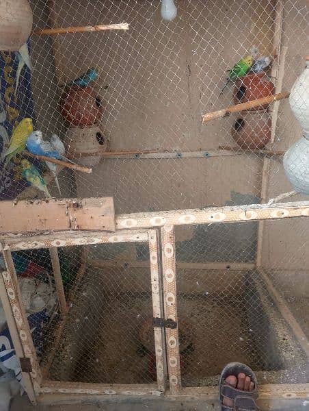 Australian parrots for sale 5