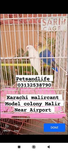 Grey cocatails pairs, Albino Red eyes into parblue split ino,budgies, 0