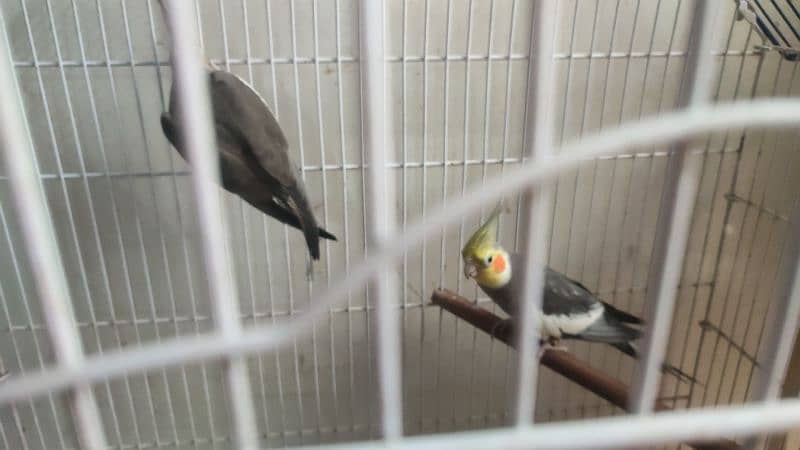 Grey cocatails pairs, Albino Red eyes into parblue split ino,budgies, 1