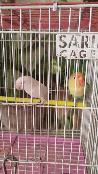 Grey cocatails pairs, Albino Red eyes into parblue split ino,budgies, 3