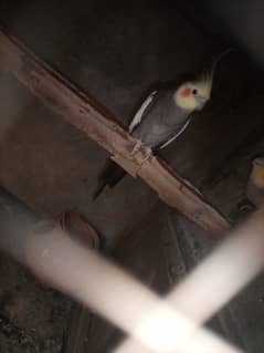 Cocktiel breeder pair