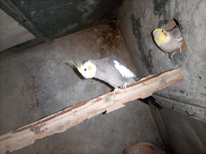 Cocktiel breeder pair 1