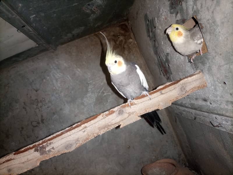 Cocktiel breeder pair 2