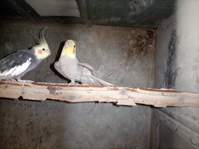 Cocktiel breeder pair 3