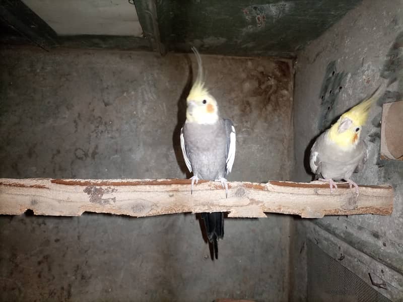 Cocktiel breeder pair 4