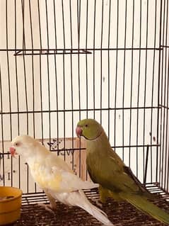 Breeder Pair for Sale (Green Male, Creamino Female)