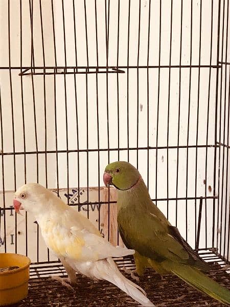 Breeder Pair for Sale (Green Male, Creamino Female) 0