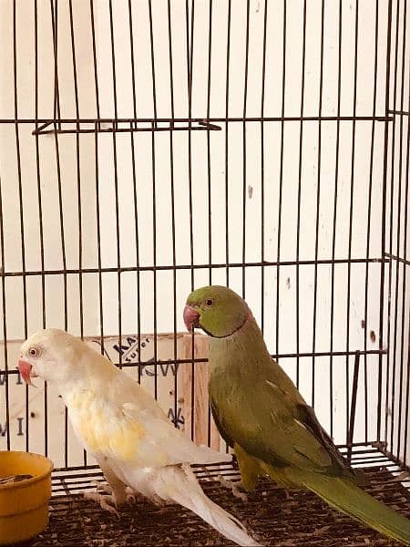 Breeder Pair for Sale (Green Male, Creamino Female) 1