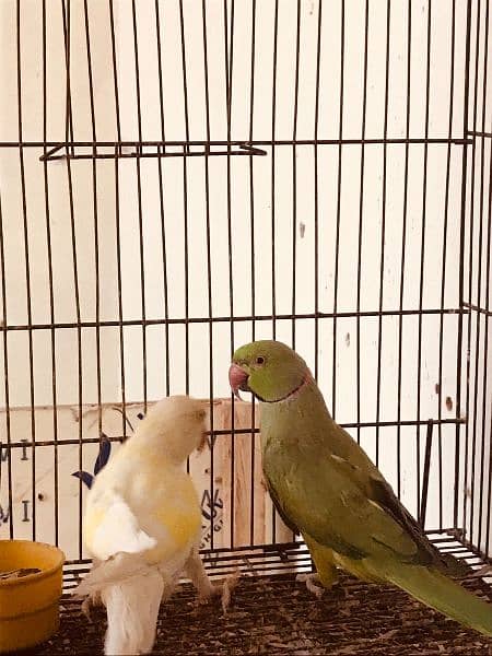 Breeder Pair for Sale (Green Male, Creamino Female) 2