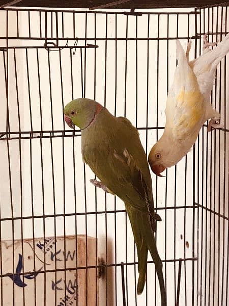 Breeder Pair for Sale (Green Male, Creamino Female) 3