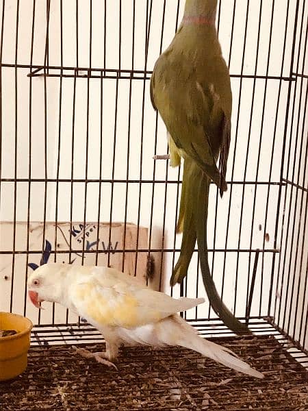 Breeder Pair for Sale (Green Male, Creamino Female) 4