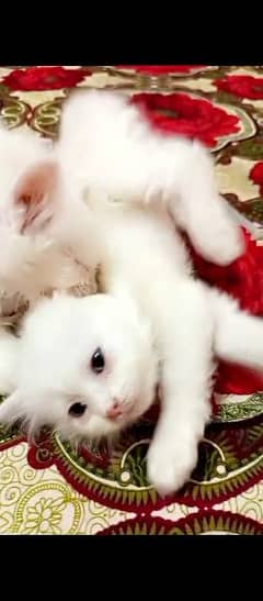 cat for sale | pershian kitten | doll face cat | double coated