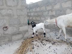 mashallah bakri with 2 male female kids