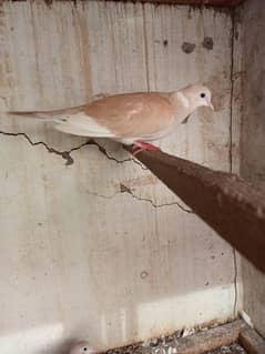 Ready to Breed Dove Pair for sale