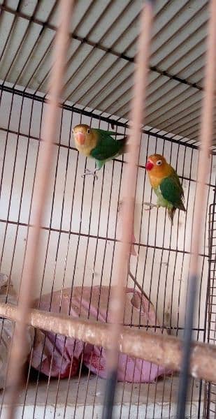 Breeder pair green and yellow fisher 5