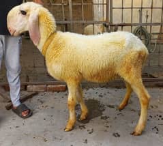 Mundri Female Sheep and daughter