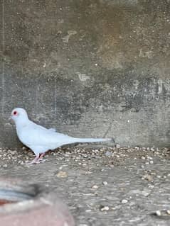 Red diamond dove available