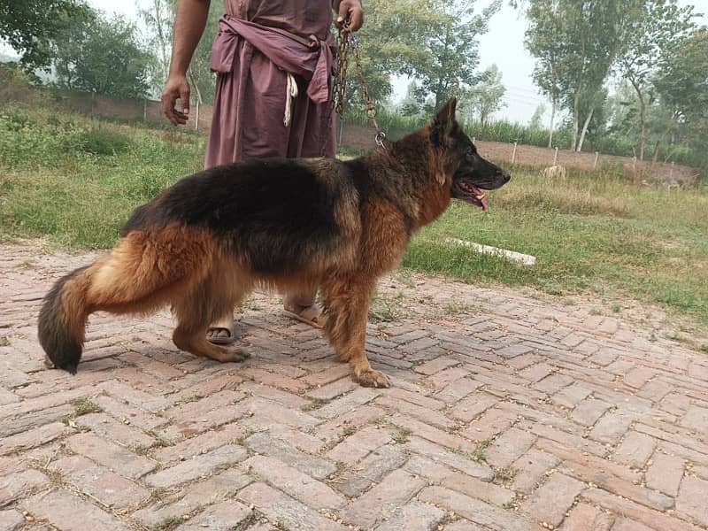 imported long haired  breeder female 2