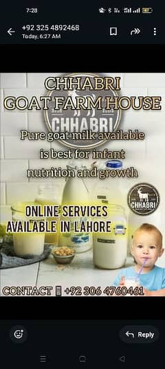 بکری کا دودھ / Goat / milk goat sale / milk