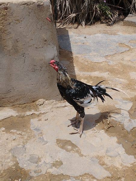 Aseel Thai cross murgha (cock) 1