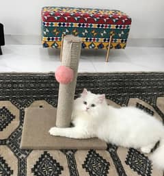 Scratch post for cats available