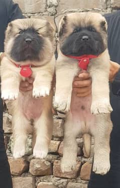 Kurdish kangal | Afghan kochi | king alabai Dog For Sale