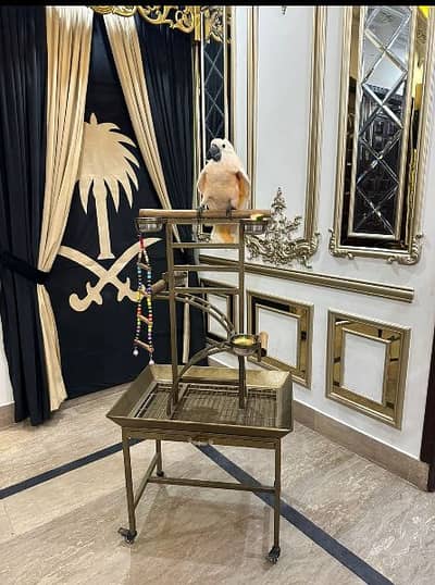 Best Quality Grey parrot or pet birds stand with playing stairs
