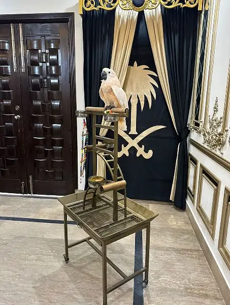 Best Quality Grey parrot or pet birds stand with playing stairs — photo 3