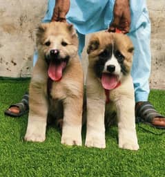 Kurdish kangal | Afghan kochi | king alabai Dog For Sale