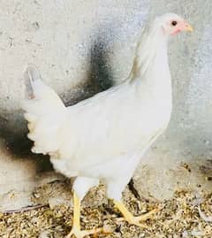 Golden|Misri|Pathi|female|Chicks|Desi egg laying hen| Murgi|chuzay