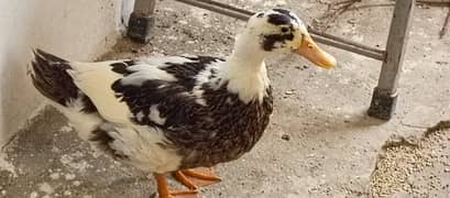 duck