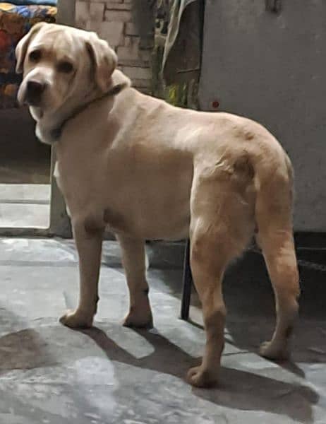 British Labrador male dog for sale 0