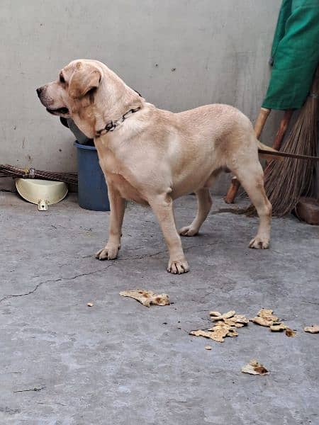 British Labrador male dog for sale 2