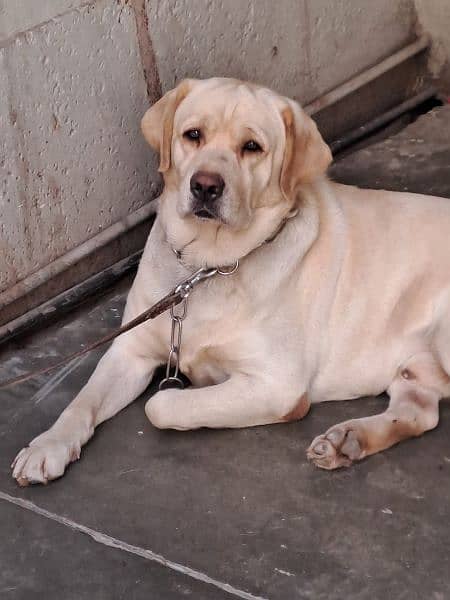 British Labrador male dog for sale 3