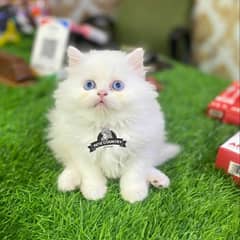 GIFT QUALITY white KITTENS blue eyes AVAILABLE,free COD 03254675700