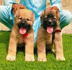 Kurdish kangal | Afghan kochi | king alabai Dog For Sale