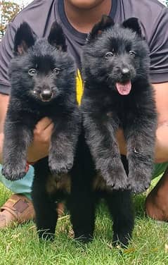 Black German shepherd pair available for sale