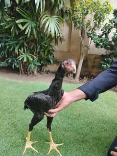 King shamo | o shamo chiks|shamoo| black Shamoo| chicks|aseel hen/pure