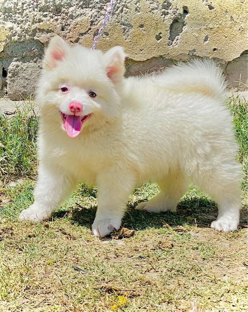 pink nose russian pupies  /pupies  /Dog for sale 0