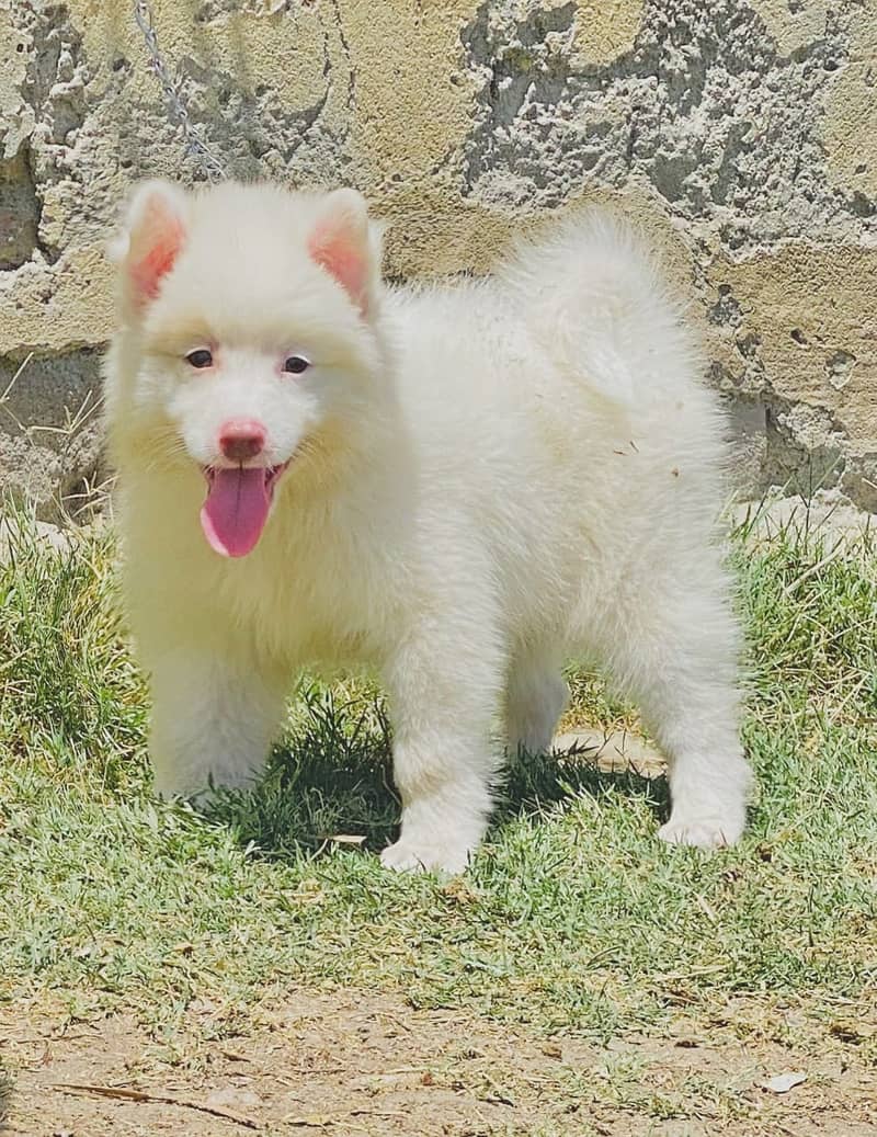 pink nose russian pupies  /pupies  /Dog for sale 1