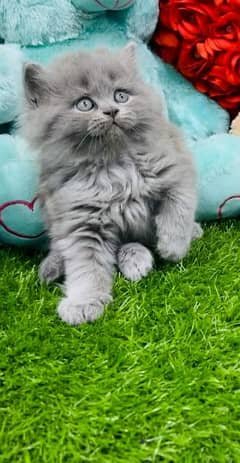 GIFT QUALITY GREY Kittens in punched face (03254675700) whatsapp me