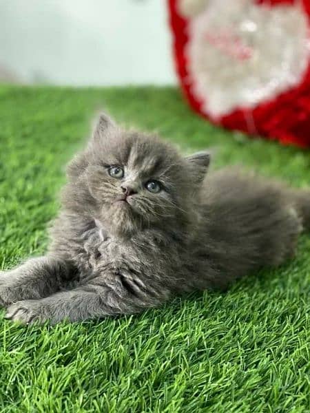 GIFT QUALITY GREY Kittens in punched face (03254675700) whatsapp me 1