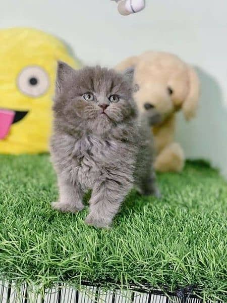 GIFT QUALITY GREY Kittens in punched face (03254675700) whatsapp me 2