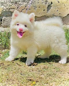 pink nose russian pupies  /pupies  /Dog for sale