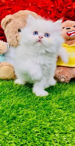 GIFT QUALITY white KITTENS blue eyes AVAILABLE,free COD 03254675700