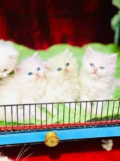 GIFT QUALITY white KITTENS blue eyes AVAILABLE,free COD 03254675700