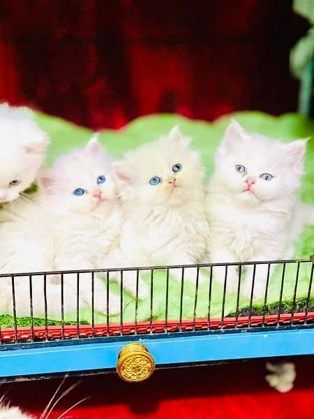 GIFT QUALITY white KITTENS blue eyes AVAILABLE,free COD 03254675700 2