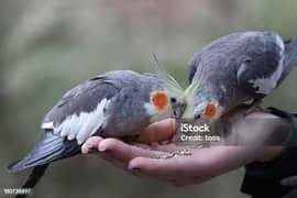 Cockatiel sale