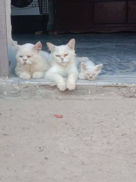 cats family parshion 2