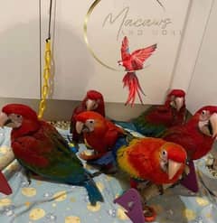 Macaw parrot available for sale. . .